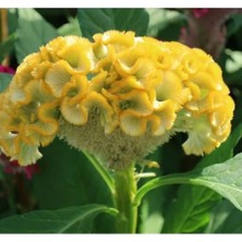 Esranın Dünyası Sarı Renkli Horoz Ibiği Tohumu (Balta Geniş Çiçek) - 40 Adet