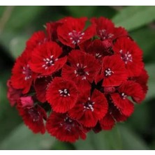 Esranın Dünyası Kırmızı Karanfil Tohumu - Çok Uzun ve Tek Kat Çiçek - 5 Tohum