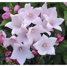 Esranın Dünyası Pembe Renkli Katmerli Balon Çiçeği - 5 Adet Tohum