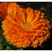 Esranın Dünyası Turuncu Renkli Bon Bon Uzun Boylu Aynı Sefa Tohumu - 40 Adet