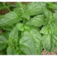 Esranın Dünyası Limon Kokulu Özel Seri Fesleğen Tohumu