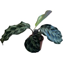 Betonish Calathea Dressleri 'helen Kennedy' (Dua Çiçeği)