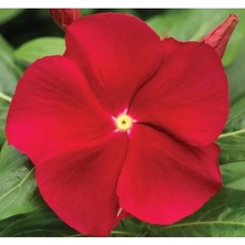 Esranın Dünyası Rozet Çiçeği Tohumu - Kırmızı Sarı Nokta Renkli