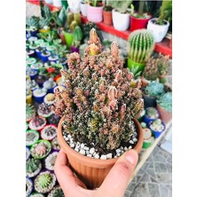 Peri Şatosu Kaktüs