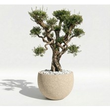 Hobi Tarım Büyük Beton Ağaç Saksısı 72X95CM