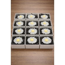 Kutulu Papatya Mum – Dekoratif El Yapımı Papatya Tasarım Mum