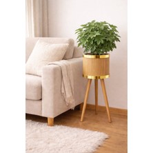 Black Pearl Bambu Ahşap Ayaklı Saksı Gold