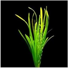 Esranın Dünyası Canlı Vallisneria Spiralis Saksı Bitkisi