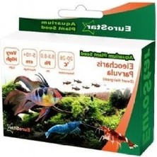 Esranın Dünyası Eleocharis Parvula Bitki Tohumu