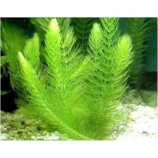 Esranın Dünyası Canlı Myriophyllum Spicatum Tilki Kuyruğu Bitkisi