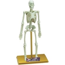 Esranın Dünyası 18 Parçalı Insan Iskeleti Bilim Seti