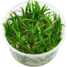 Esranın Dünyası Canlı Bitki - Sagittaria Subulata In Vitro