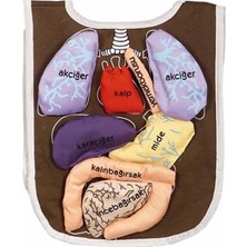 Epilons Mey Ithalat® AND-5011 Organ Önlüğü