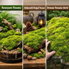 Macc Doğal Orman Yosunu 30X40 cm – Teraryum / Dekor Için Büyük Parça Canlı Yosun