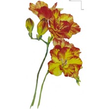 Geçici Çiçek Figürlü Mini Dövme Tattoo 6X10 cm