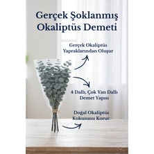 Molena Bitkisel Gerçek Şoklanmış Okaliptüs Demeti Uzun Ömürlü Doğal Dekoratif Bitki