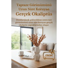 Molena Bitkisel Turuncu Okaliptüs Demeti Gerçek Şoklanmış Uzun Ömürlü Dekor Bitkisi