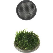 Zengemtx Ista Bitki Taban Seramik 5 cm Yuvarlak