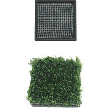 Ozdestor Ista Bitki Taban Seramik 5 cm Kare