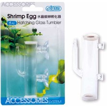 Ozdestor Ista Karides Kuluçka Atı