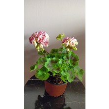 Avşar Çiçekçilik Sardunya Çiçeği