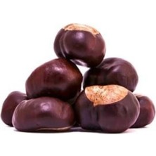 Nk Organik At Kestanesi Tane (Aesculus Hippocastanum) 100GR