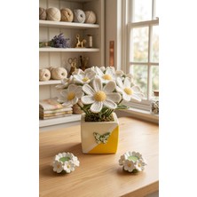 Dalia Viola Papatyalar