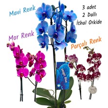 3 Adet 2 Dallı Ithal Orkide (Mavi - Mor - Bordo Beyaz Renk)