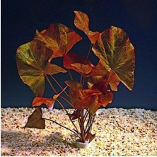 Braventa Collection Nymphaea Zenkeri - Nilüfer Canlı Bitki Soğan