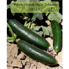 Braventa Collection Zencefil Hibrit Oturak Salatalık Tohumu 100 Adet Selen Hibrit Hıyar Tohumu F1