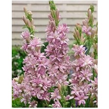 Braventa Collection Mis Kokulu Katlı Sümbül Teber (Polianthes Tuberosa) Soğanı (Beyaz)