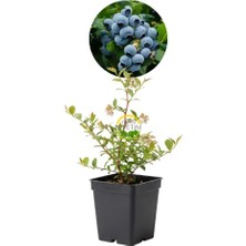 Fidan Sepetim Duke Çeşiti Yaban Mersini Fidanı