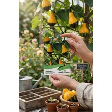 Nesil Tohum Süs Kabağı Tohumu 10 Adet