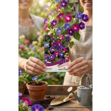 Nesil Tohum Sarmaşık Tohumu 50 Adet