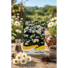 Nesil Tohum Papatya Tohumu 100 Adet