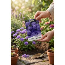 Nesil Tohum Vapur Dumanı Tohumu 100 Adet