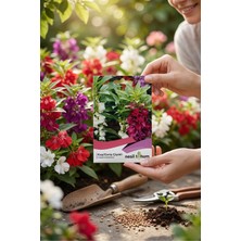 Nesil Tohum Kına/türbe Tohumu 30 Adet