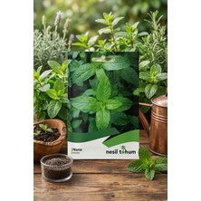 Nesil Tohum Nane (Mentha) Tohumu 10 gr