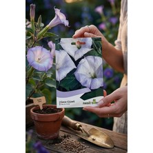 Nesil Tohum Gece Güzeli Tohumu 15 Adet