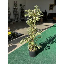 ERG Peyzaj Ficus Benjamin