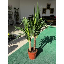 ERG Peyzaj Yucca