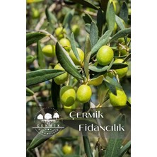 Çermik Fidancılık Gemlik Trilye Zeytin Fidanı 5 Yaş 1,5 Metre Boy
