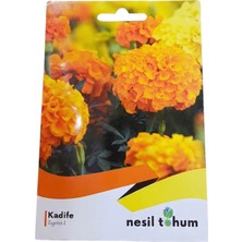 Nesil Tohum Kadife Çiçeği Tohumu (50 Adet)