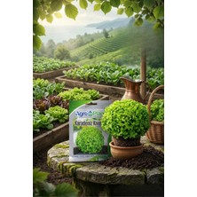 Agroplant Karadeniz Kıvırcık Marul Tohumu 25 gr