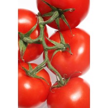 Hobilinka Domates Tohumu Falcon 5 gr