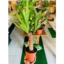Yucca Massengena Bitkisi Yufka Salon Bitkisi