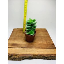 Crassula Springtime Sukulent Top Şeklinde Çiçek Açar
