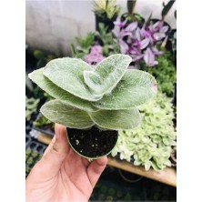 Tradescantia Sillamontana Tüylü Telgraf Çiçeği