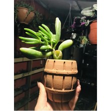Crassula Ovata Gollum Shrek Kulağı Toprak Fıçı Saksıda