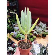 Cheiridopsis Namaquensis Sukulent Özel Tür